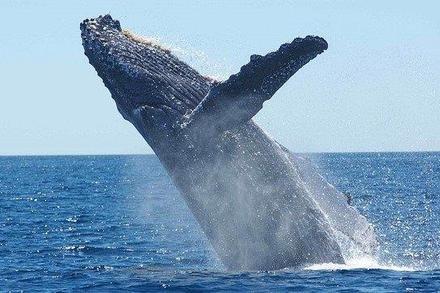 Whale Watching (seasonal)